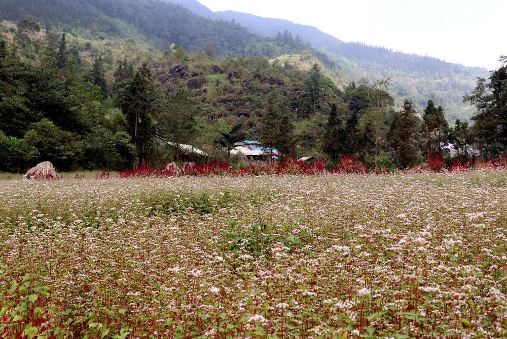 Hoa tam giác mạch nở rộ, trải dài khắp thung lũng, tô điểm sắc màu thơ mộng giữa núi đá hùng vĩ trên Cao nguyên đá. Ảnh: Đức Thọ - TTXVN
