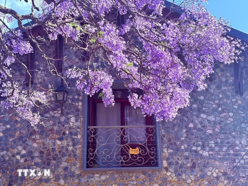 Những vòm hoa Jacaranda buông xuống cửa sổ những ngôi nhà, tô điểm thêm nét thanh bình, mộng mơ cho các khu dân cư cao cấp như Waterkloof hay Brooklyn. (Ảnh: Đặng Huyền/TTXVN)