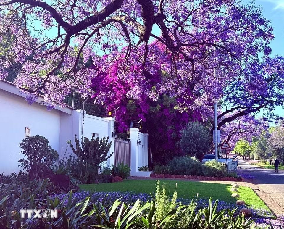 Sự rực rỡ đan xen giữa sắc hoa Jacaranda tím lịm và hoa giấy đỏ tươi tạo nên một bức tranh thiên nhiên tuyệt mỹ, làm say lòng bất cứ ai có dịp đặt chân tới Nam Phi mùa này. (Ảnh: Đặng Huyền/TTXVN)