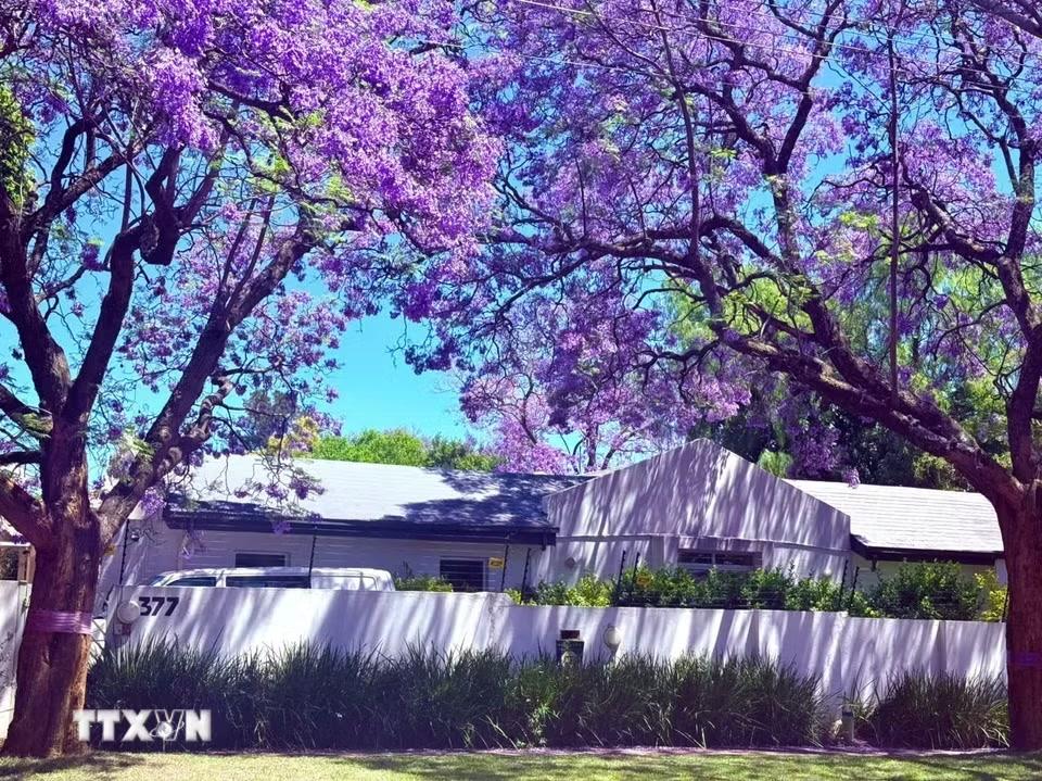 Với hơn 70.000 cây Jacaranda được trồng khắp các nẻo đường, "Thành phố Phượng tím" Pretoria dường như được khoác lên mình một tấm áo mới lung linh mỗi dịp Xuân sang. (Ảnh: Đặng Huyền/TTXVN)