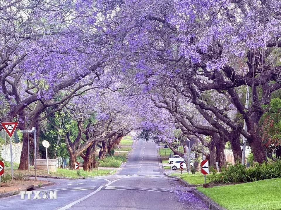 Những hàng cây Jacaranda cổ thụ vươn cành đan vào nhau, tạo thành những "đường hầm" màu tím tuyệt đẹp và rải thảm hoa êm ái trên mặt đường nhựa ở Pretoria. (Ảnh: Đặng Huyền/TTXVN)