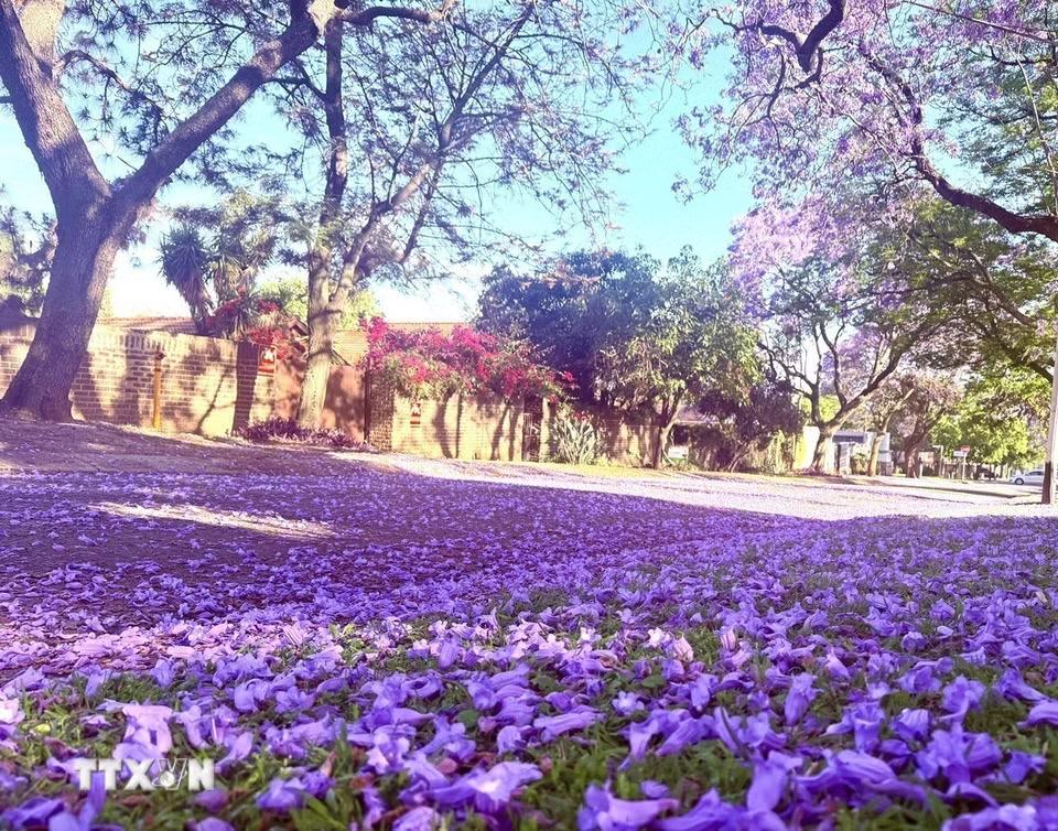 Khi những cánh hoa phai màu và rụng xuống, chúng dệt thành những tấm thảm hoa êm ái, phủ kín mặt đường và níu chân bao du khách ngang qua "Thành phố Phượng tím" Pretoria. (Ảnh: Đặng Huyền/TTXVN)