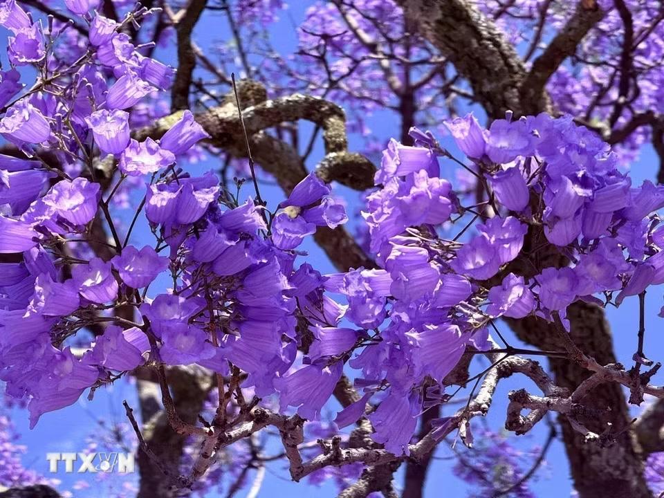 Cận cảnh vẻ đẹp mỏng manh, thanh tao của hoa Jacaranda tím. (Ảnh: Đặng Huyền/TTXVN)
