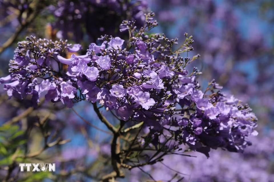 Cận cảnh vẻ đẹp mỏng manh, thanh tao của hoa Jacaranda tím. (Ảnh: Đặng Huyền/TTXVN)