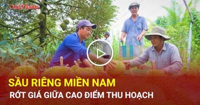 Sầu riêng miền Nam rớt giá giữa cao điểm thu hoạch