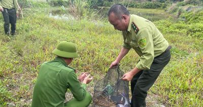 Quảng Ninh xử lý nghiêm hành vi săn bắt chim hoang dã trái phép