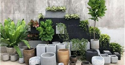 6 loại cây thu hút côn trùng, 'nguy hiểm' cho không gian kín
