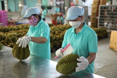 Vì sao sầu riêng bị ùn ứ, giá lao dốc thời gian qua?