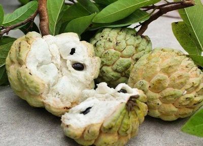 Điều kỳ thú của loại quả đến từ châu Mỹ khiến triệu người Việt phát cuồng