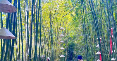 Làng tre Phú An - Một 'khoảng lặng' xanh gần đô thị