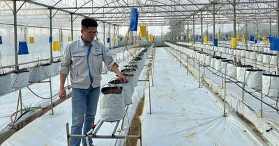 'Bỏ phố về quê' làm nông nghiệp, chàng trai xứ Nghệ thu tiền tỷ mỗi năm
