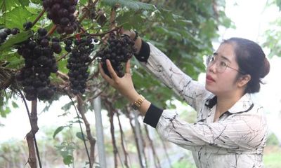 Trải nghiệm hái quả tại vườn nho hạ đen