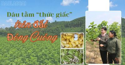 Dâu tằm trên đất Đông Cuông