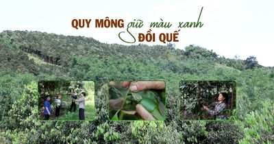 Quy Mông giữ màu xanh đồi quế