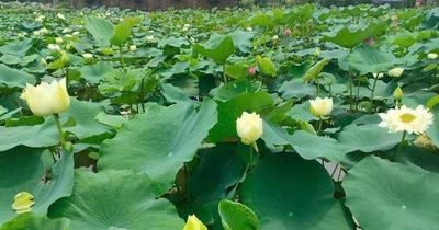 Hà Nội mười hai mùa hoa