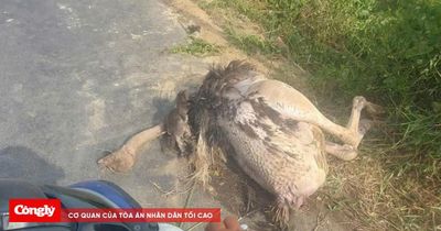 Xác minh nguyên nhân nhiều con đà điểu chết ven quốc lộ