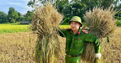 Công an Thanh Hóa xuống đồng giúp dân mùa gặt