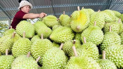 Xuất khẩu sầu riêng bứt phá, nhiều thị trường ghi nhận mức tăng trưởng rất cao