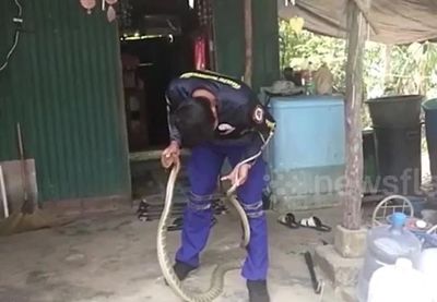 Phát hiện rắn hổ mang chúa dài 3 mét trong bếp, người phụ nữ hoảng loạn gọi cứu hộ