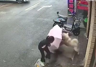 Thấy chó lạ nằm bên đường, người phụ nữ lại gần vuốt ve rồi bị cắn rách mặt