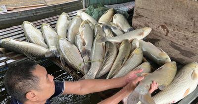 Kết quả kiểm tra vụ hơn 8,6 tấn cá chết tại Nghệ An