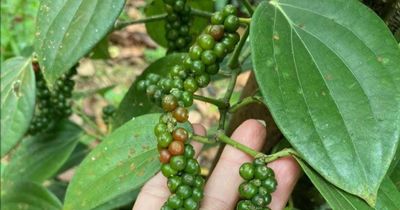 Giá tiêu hôm nay 20/5/2026: Xuất khẩu Việt Nam giảm 25,4% nửa đầu tháng 5
