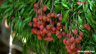 Ăn nhiều nhãn, vải thiều có thật sự gây nổi mụn và nóng trong?