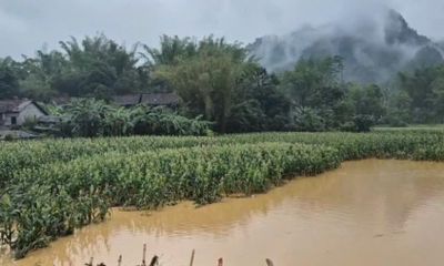 Dự báo mưa lớn tại các khu vực trên địa bàn tỉnh