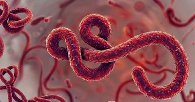 WHO tuyên bố tình trạng khẩn cấp toàn cầu: Ổ dịch Ebola mới ở châu Phi nguy hiểm đến mức nào?