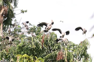 Vụ chủ vườn chim Hai Chìa cầu cứu: Địa phương vào cuộc, tìm phương án bảo vệ