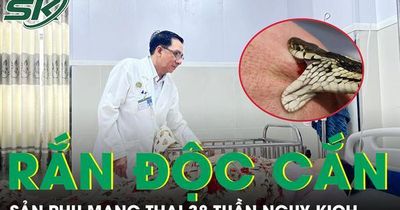 Bị rắn hổ mang cắn, sản phụ mang thai 38 tuần nguy kịch nhập viện khẩn