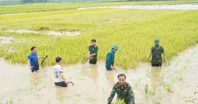 Hàng trăm cán bộ, chiến sĩ cùng dân cứu lúa giữa đồng ngập nước ở Phú Thọ