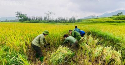 Công an xã Lương Thịnh chung tay giúp dân thu hoạch lúa