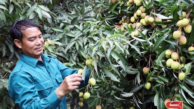Mường Bú mùa vải chín