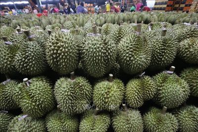 Thái Lan ứng dụng AI và công nghệ cao để nâng tầm sầu riêng xuất khẩu