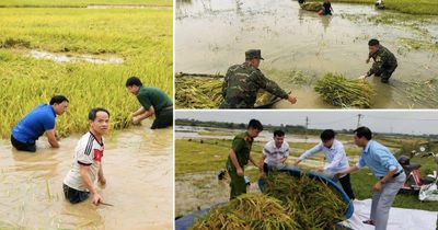 Phú Thọ: Lãnh đạo gần dân, sát dân kịp thời chỉ đạo cứu lúa chín bị ngập ở xã Hoàng An