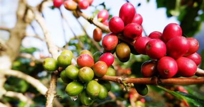 Giá cà phê điều chỉnh nhẹ, dao động quanh mốc 86.000 đồng/kg