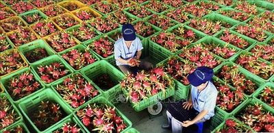 Việt Nam chia sẻ thông tin hệ thống truy xuất nguồn gốc nông sản