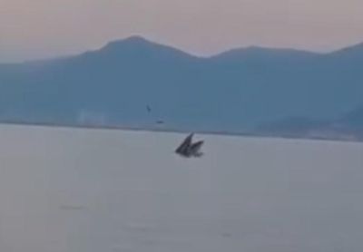 Cá voi trở lại vịnh Nha Trang