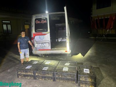 Tiêu hủy trên 2.000 con gà giống nhập lậu qua biên giới