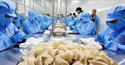 Tổ yến thuộc nhóm rủi ro cao, không được gia hạn tự động mã đăng ký vào Trung Quốc