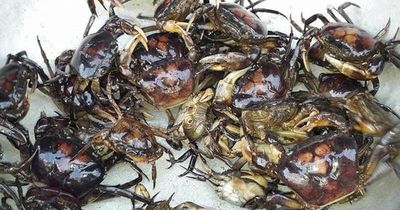 Cua đồng – món ăn dân dã quen thuộc ngày hè tốt cho xương