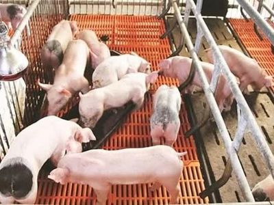 Giá heo hơi ngày 26/5: Bắc Ninh và Khánh Hòa tăng nhẹ 1.000 đồng/kg