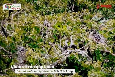 [Video] Chim cổ rắn quý hiếm làm tổ sinh sản tại Khu du lịch Bửu Long