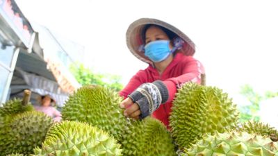 Mua sầu riêng cứ dùng mẹo này là 'trúng mánh', không lo sượng, không sợ múi lép