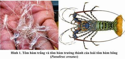 Hoàn thiện quy trình ương nuôi tôm hùm bông giống, tỷ lệ sống đạt trên 90%