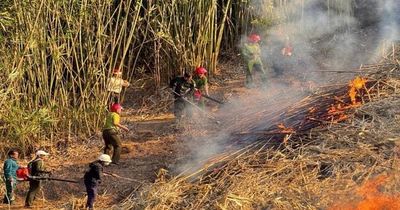 Đề nghị xử lý nghiêm đối tượng để xảy ra cháy rừng