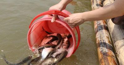 Những khung giờ đẹp nhất để đi phóng sinh ai cũng nên biết