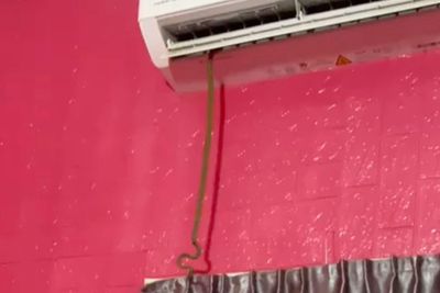 Cảnh tượng rắn dài 1 m bất ngờ bò ra từ điều hòa giữa trưa