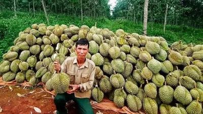 Tăng tốc hoàn thiện truy xuất nguồn gốc nông sản